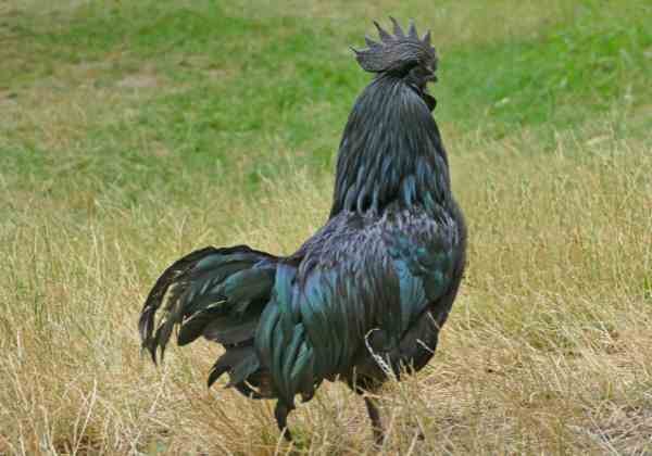 Original Kadaknath (Adult)