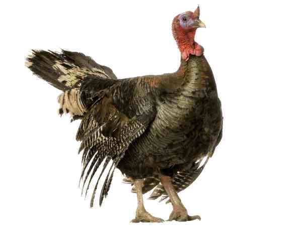 Royal Palm Turkey (Pair)