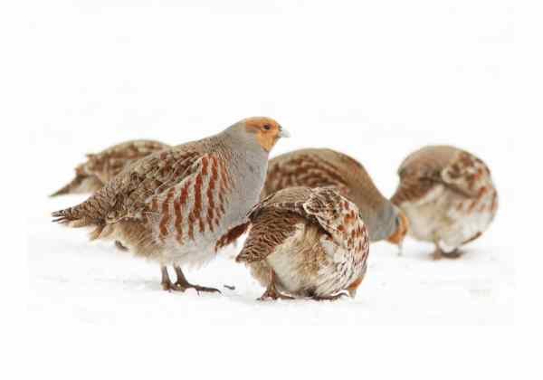 Pearl Titir Baby (1 Month)