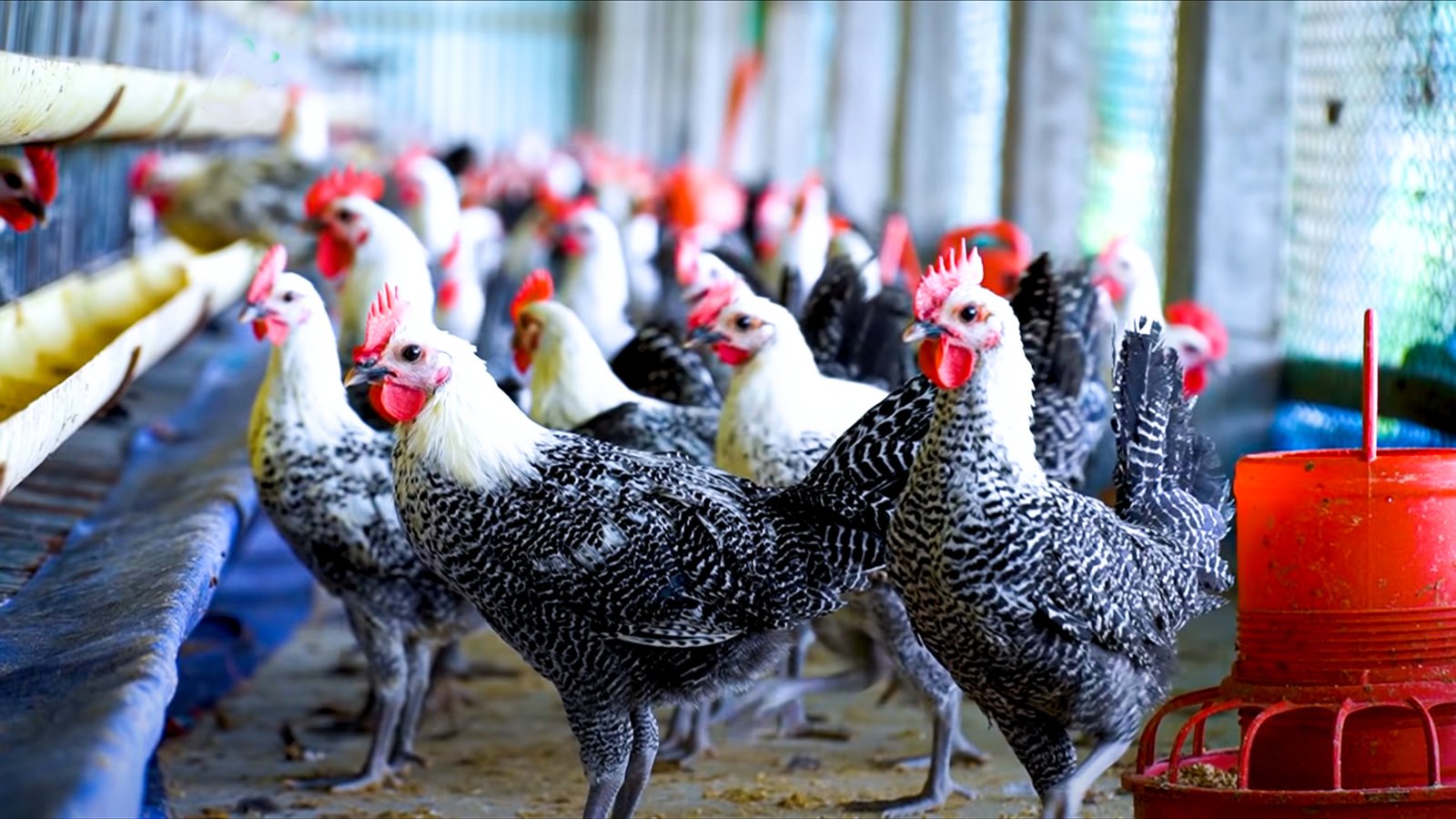 ফাউমি মুরগি